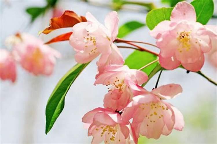 海棠花花蕾时期海棠花的浇水和施肥