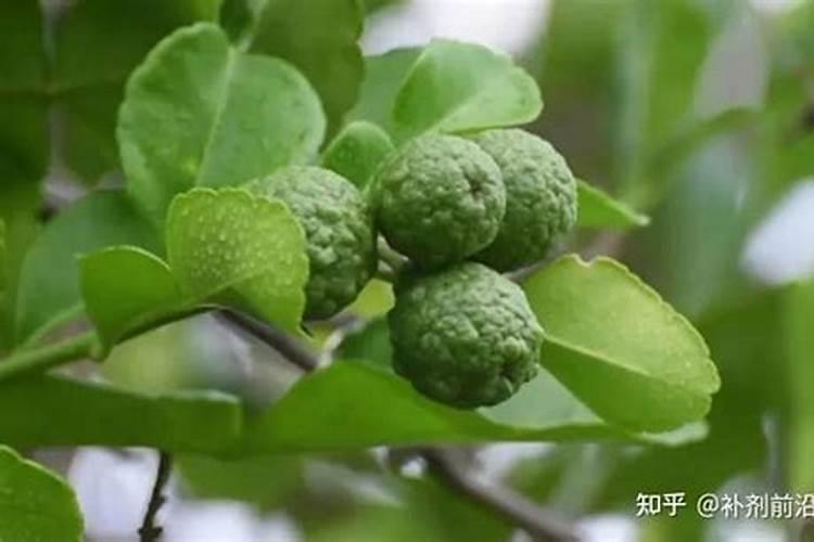 佛手柑怎么养护