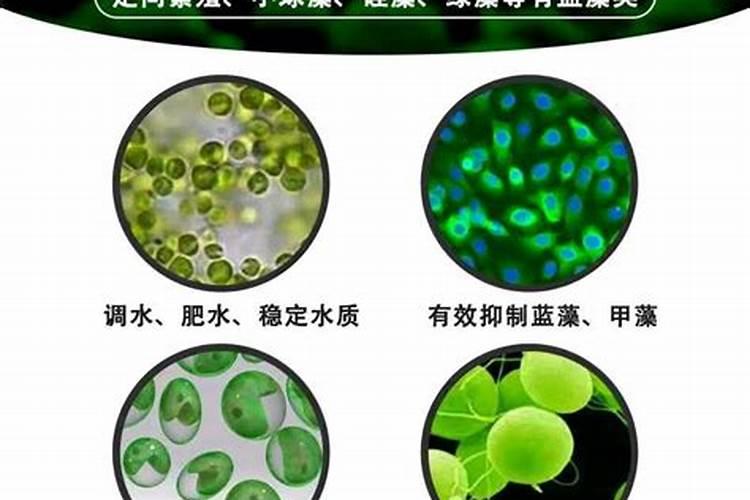 辣椒开花结果期用什么肥料好