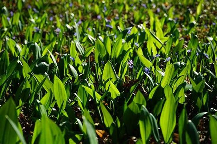 大蒜叶面施肥,大蒜叶面施肥方法是什么？