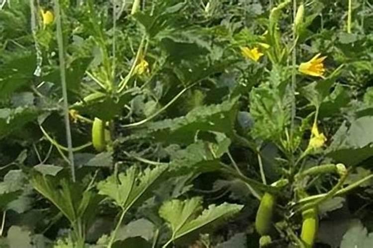 西葫芦肥料的禁忌 西葫芦需要什么肥料