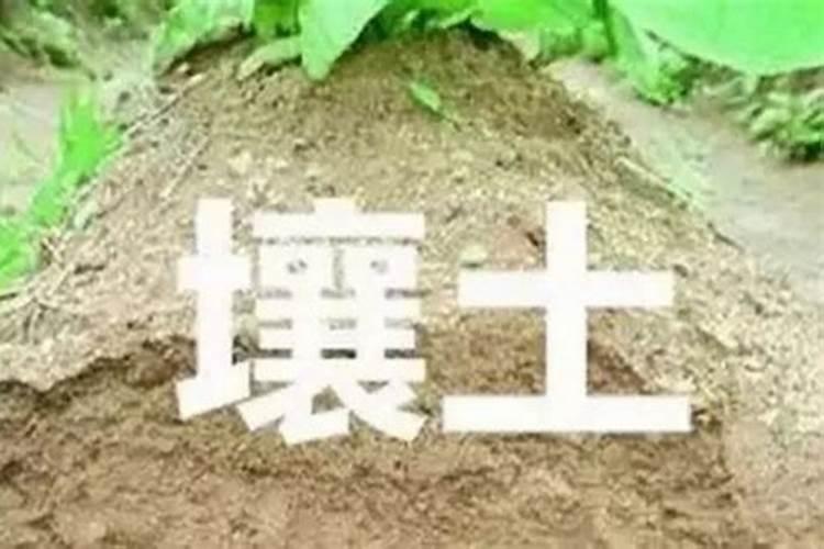 山边的沙土地太瘦了,沙土水流失的太快,用什么肥料好,