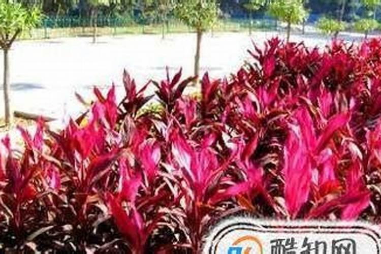 蝴蝶兰用什么肥