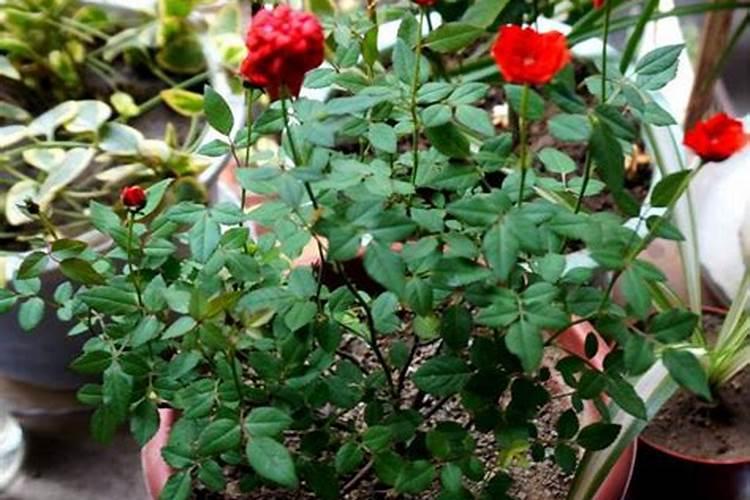 小麦拔节肥何时撒最佳