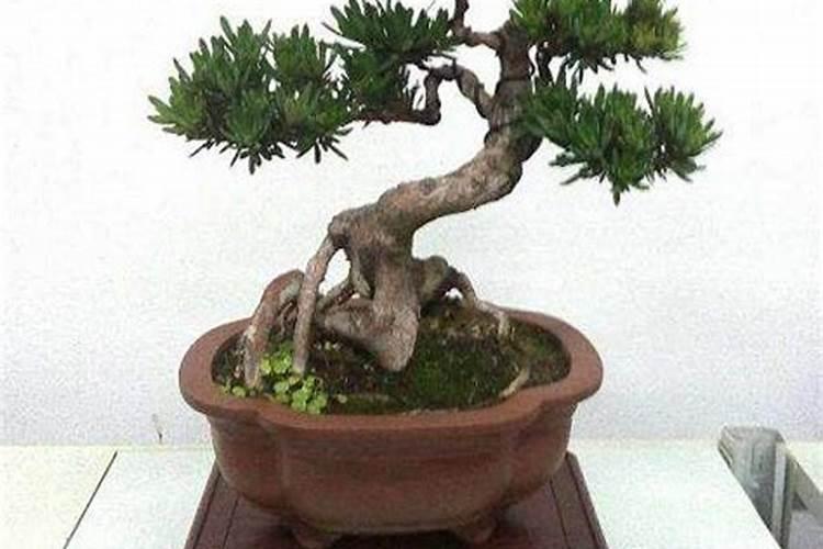罗汉松能用复合肥吗