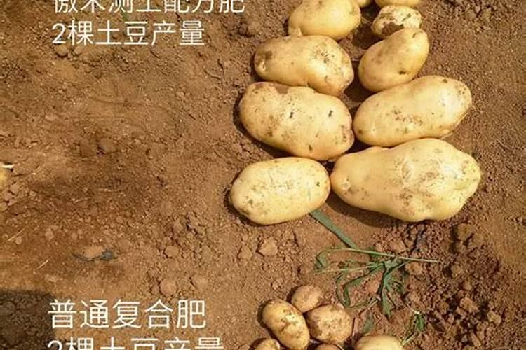 兰花冬天怎么施肥,施什么肥最好