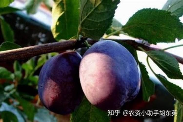 西梅果树苗南方可以种植吗？