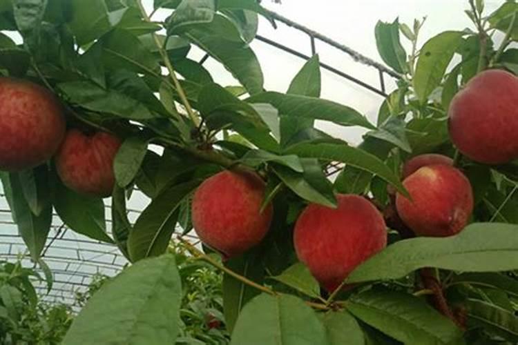 桃树用什么肥料最好