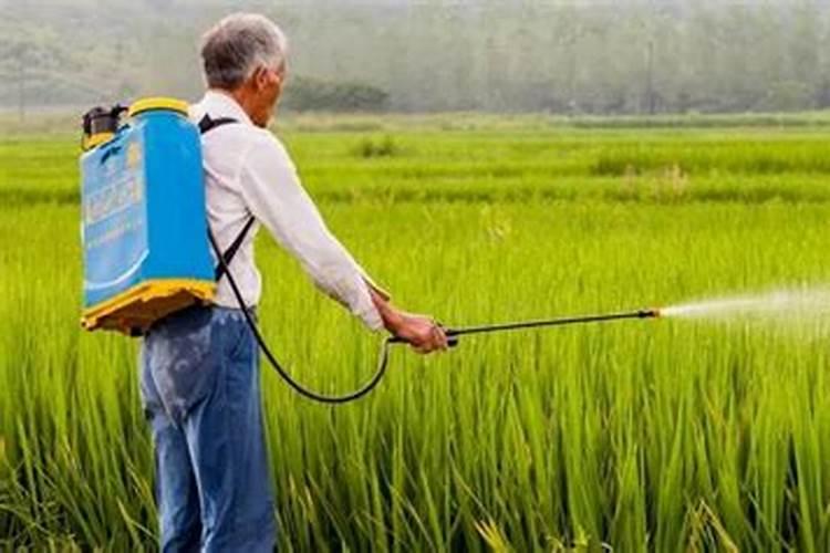 香瓜放什么肥料结果多