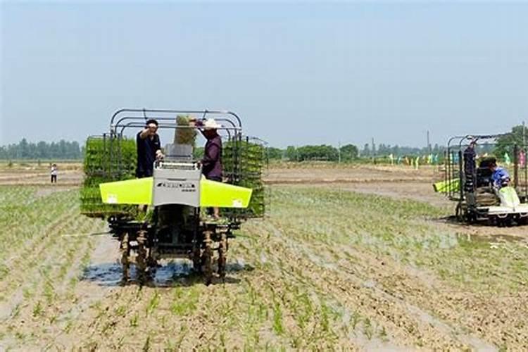 黄瓜什么时候用高钾肥料怎么施肥提高产量