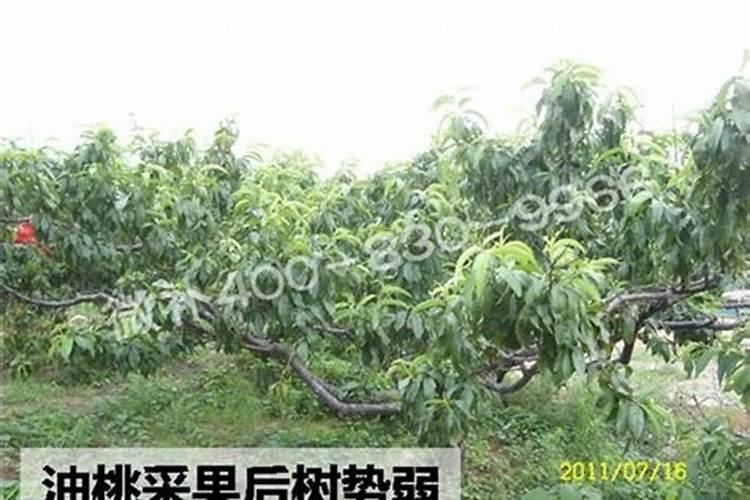 磷肥是什么肥料做成