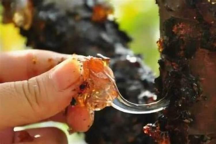 秋天给桃树施什么化肥？