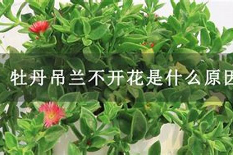 茉莉不开花是什么原因 而缺乏磷钾肥