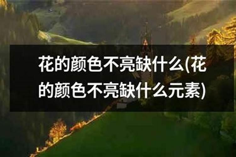 君子兰为什么不开花怎么办
