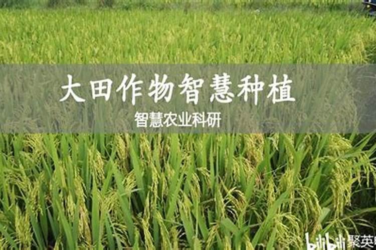 玉米用哪种复合肥最好