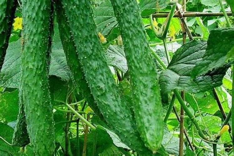 高温多雨季节怎样施肥