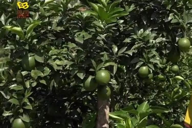 酰胺态氮与尿素的区别