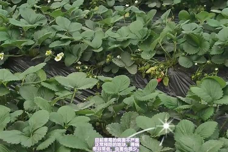 月季要施什么肥料
