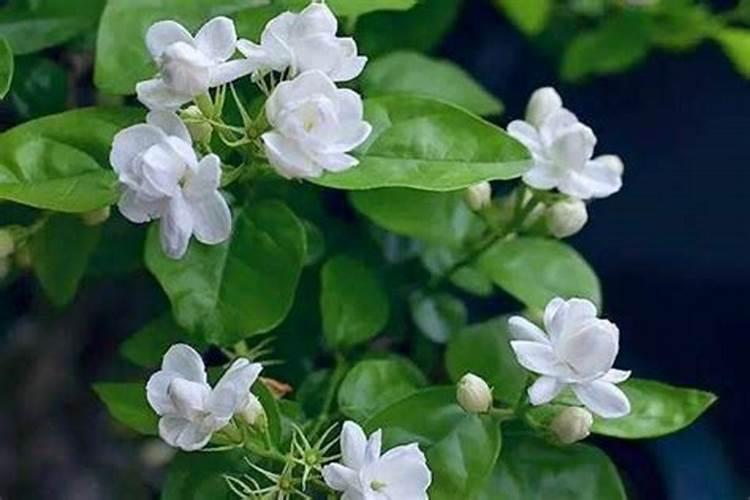 露天种植西红柿的病虫害怎么防治？