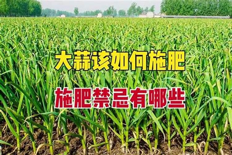 大蒜用药,用叶面肥过l多,蒜苗叶子发干不长,可以打芸苔素解吗百度知...
