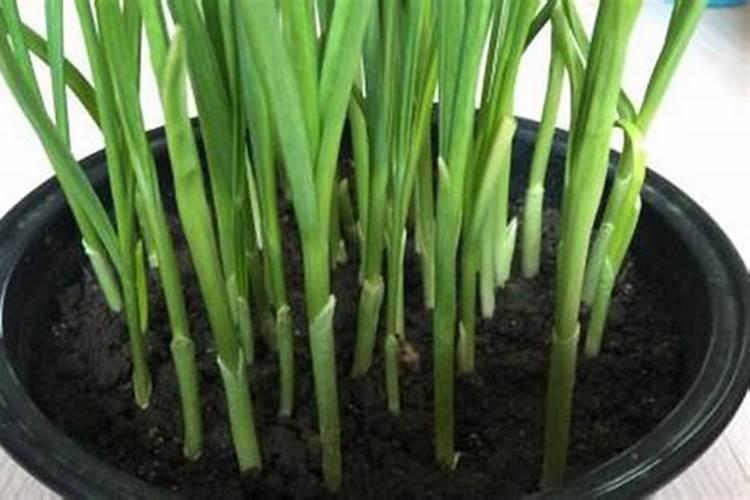 种大蒜怎么施肥