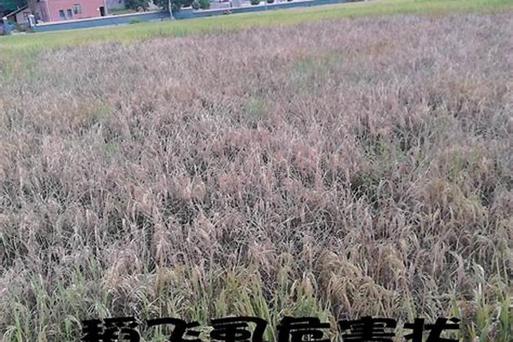 水稻3遍药怎么配