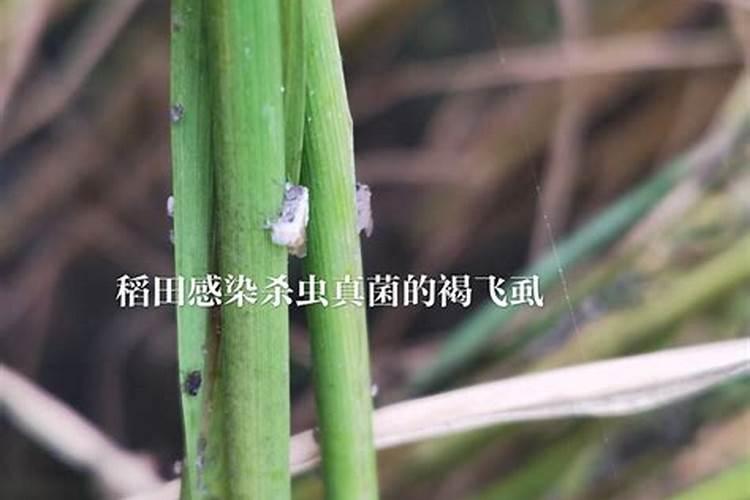 农业抗旱的措施有哪些