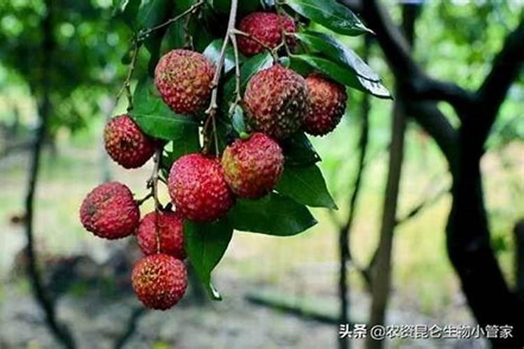 小麦抽穗期打什么药 小麦抽穗期大约是什么时候