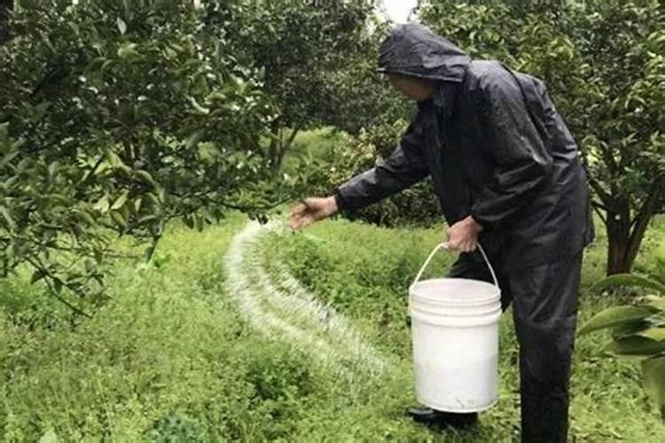 油菜籽一亩用几斤种子