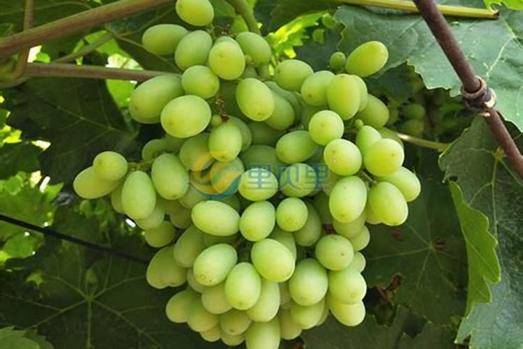 碎冰蓝郁金香花语是什么意思