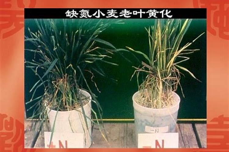 草木灰与铵态氮肥为什么不能混合