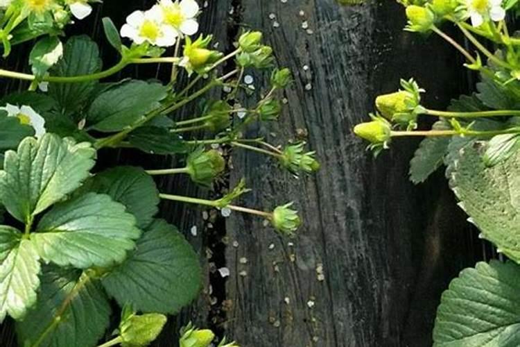 请问草莓膨果期冲什么化肥好？