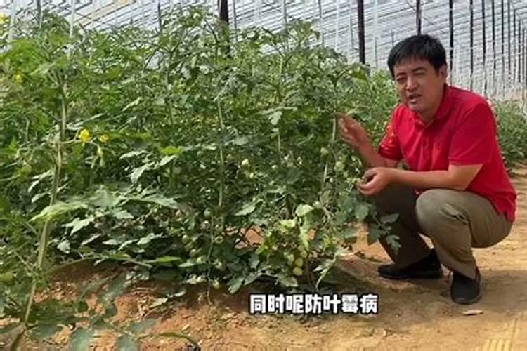 种番茄用什么肥料最好