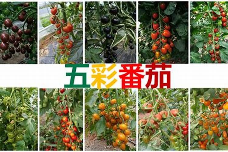 番茄膨果叶面肥效果最好的是哪种