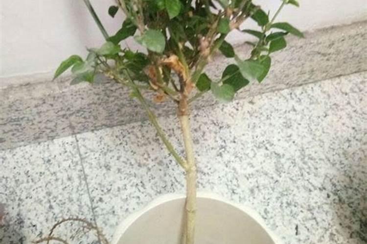 如何大面积种植荷花呢？