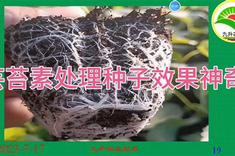 植物组培生长调节剂种类和比例分别诱导什么形成