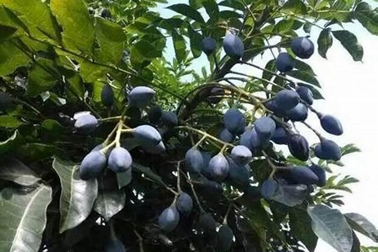 种什么木材经济价值高