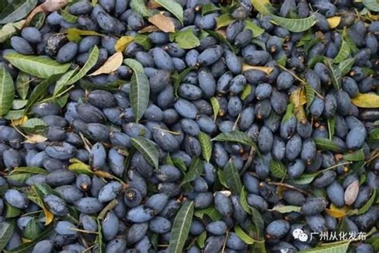 乌榄树在屋右边长得有三层楼高,对屋宅风水有什么影响？