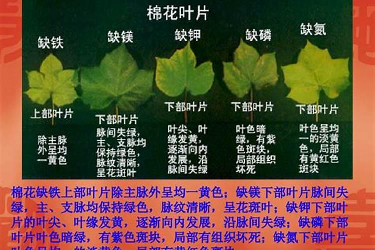 植物突然大量掉叶子的原因 绿植叶片脱落缺少什么营养