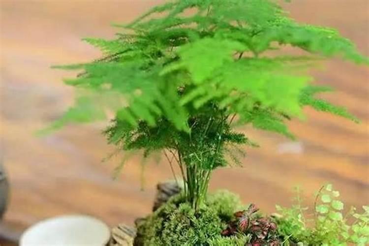 荔枝保花保果农药最佳配方
