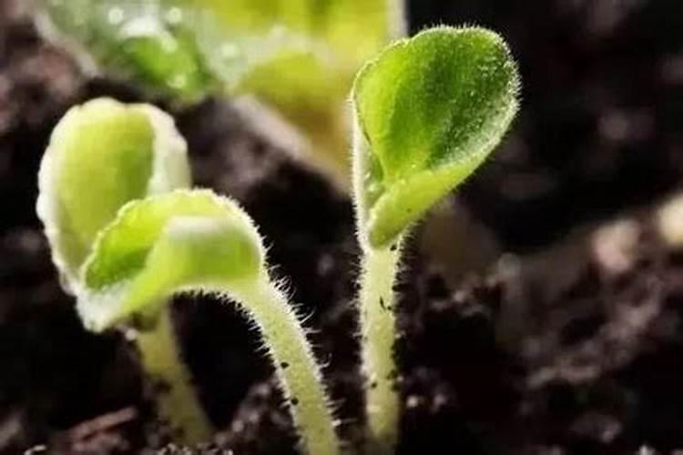 什么植物不能用磷酸二氢钾？