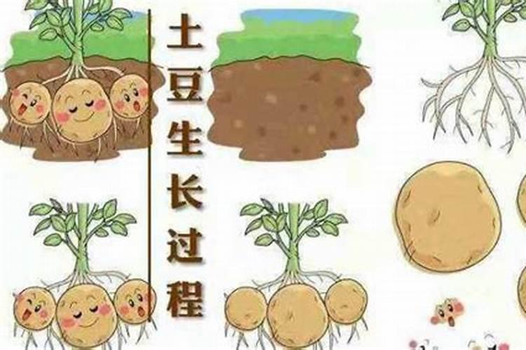 长寿花施什么肥粗壮叶子肥(长寿花小苗用什么肥长得快)