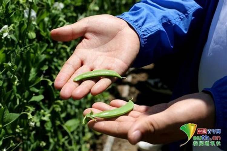 长寿花施什么肥粗壮叶子肥(长寿花小苗用什么肥长得快)