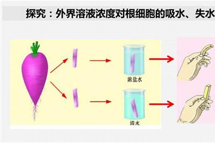水溶肥是什么肥料 水溶性肥料的优缺点有哪些