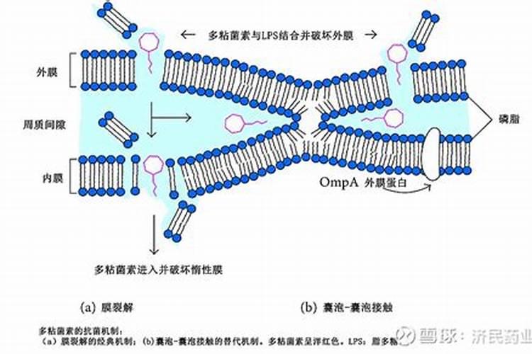 抗菌药物主要分为哪些类型