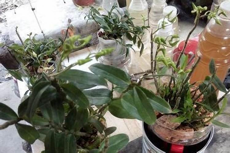 氮磷钾是什么肥料