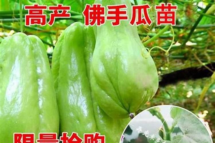 冬天能种怎么瓜？