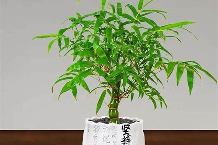 佛肚竹施什么肥料好