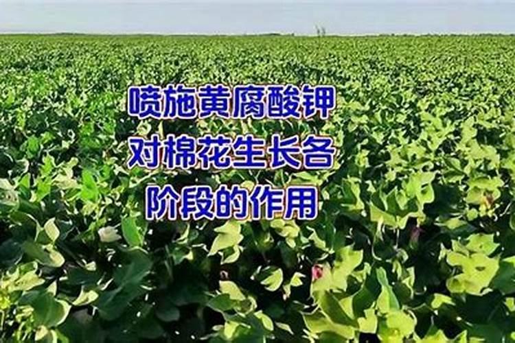 黄腐酸钾最佳使用方法