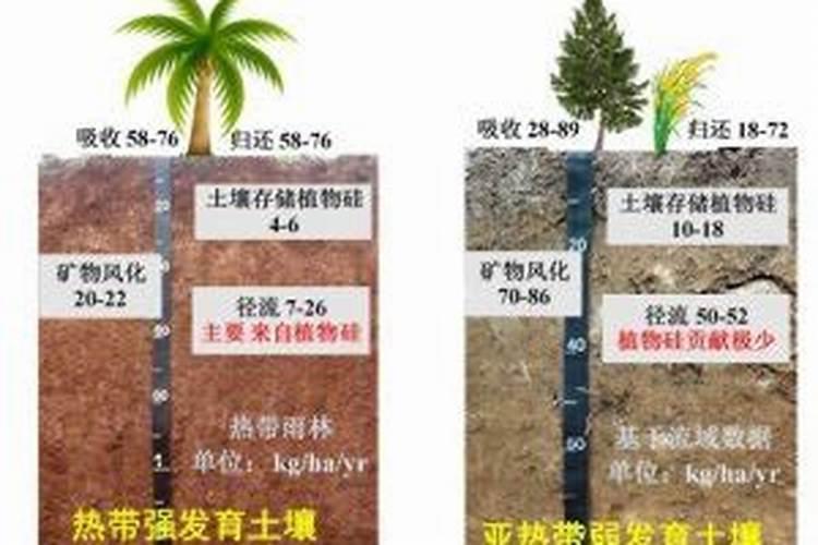 硅肥是什么